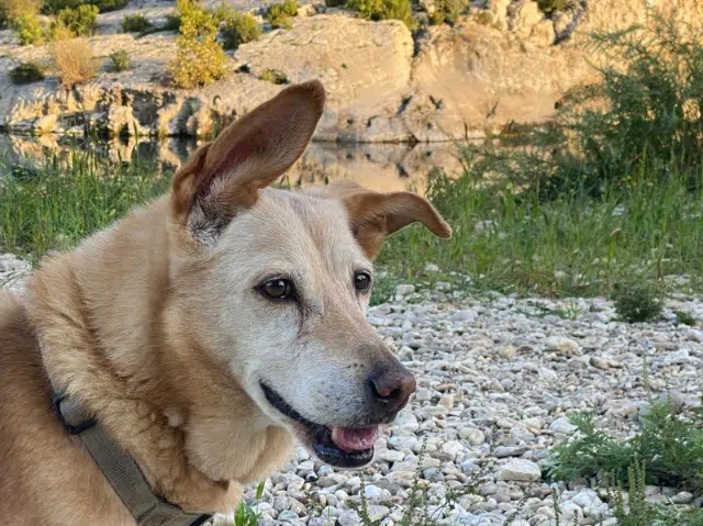 chienne lost   07110 Largentière Chusta