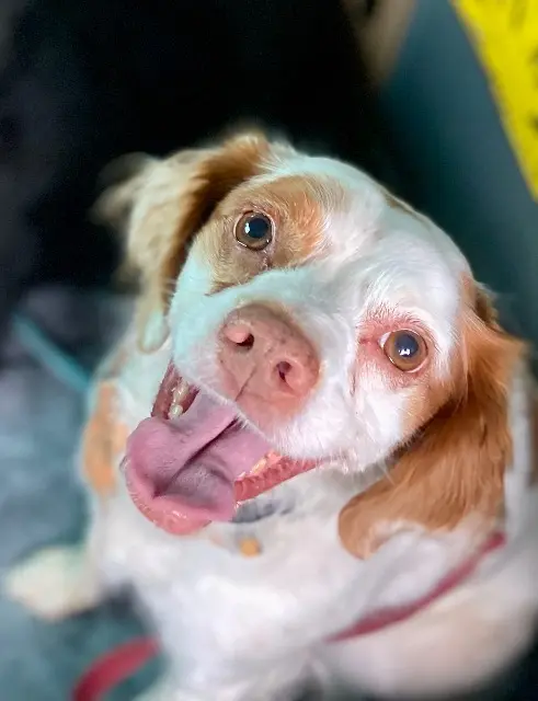 chienne lost   09110 Ax-les-Thermes Plume