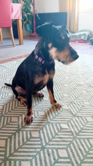 chienne lost   11500 Quillan Strudel