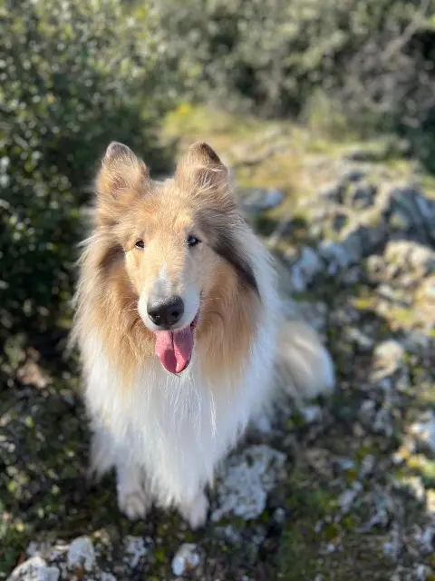 chien lost   13510 Éguilles Bailey