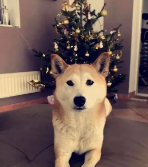 chienne lost   13480 Cabriès Grillotte