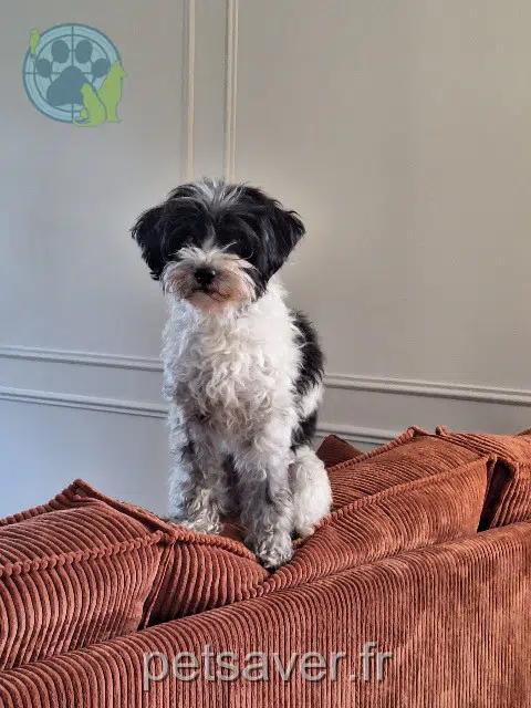 dog lost 13330 Pélissanne Sushi dog lost 13330 Pélissanne Sushi