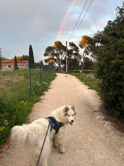 chien lost   13480 Cabriès Yao
