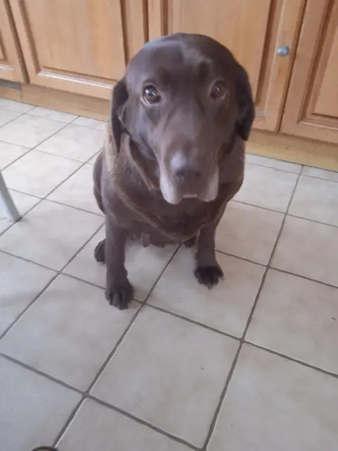 chienne lost   14500 Vire Normandie Janeiro