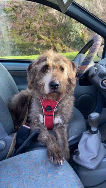 chien lost   19600 Noailles Papouille