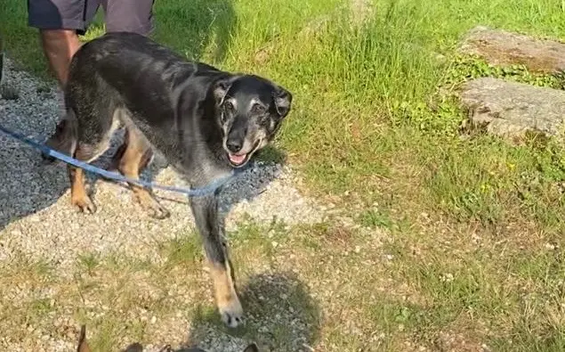 chienne lost   22950 Trégueux Nikka