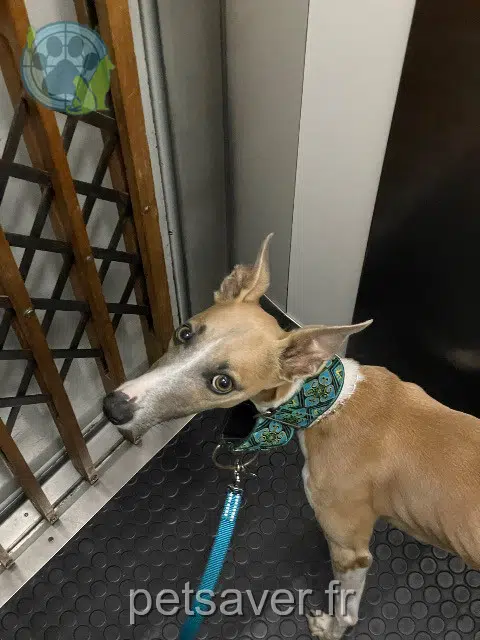 cão lost 22420 Le Vieux-Marché Simão