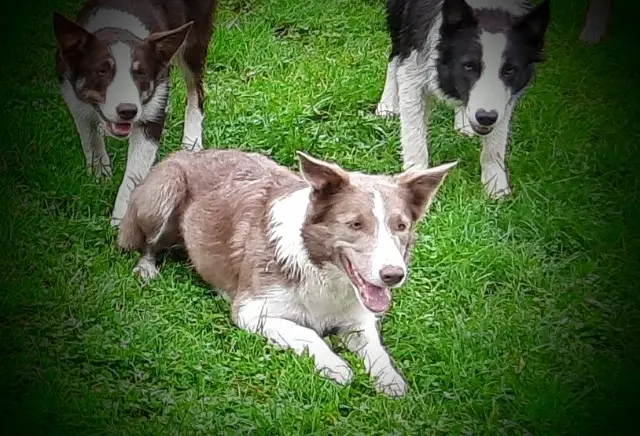 chienne lost   27320 Saint-Germain-sur-Avre Tesla