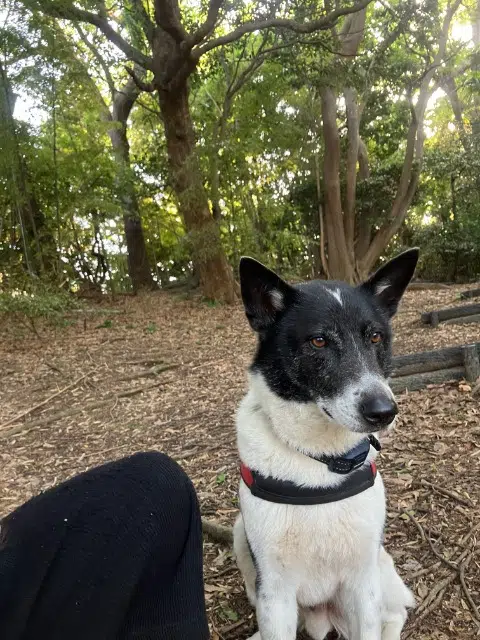 chien lost   27500 Triqueville Tsukuru