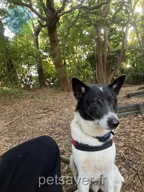 perro perdido 27500 Triqueville Tsukuru perro lost 27500 Triqueville Tsukuru