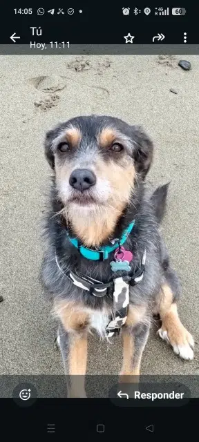 chien lost   31160 Rouède Chilly