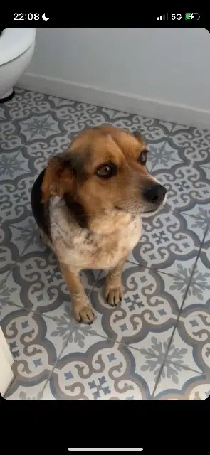 chienne lost   31410 Lavernose-Lacasse Gaia