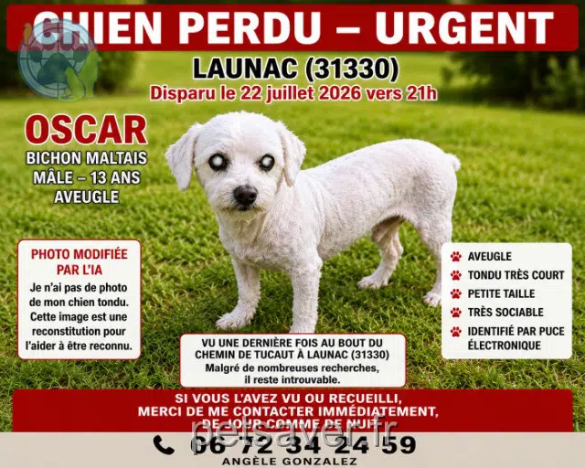 chien lost 31480 Pelleport Oscar