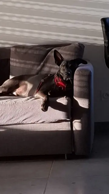 chien lost    Toulouse Crocmou