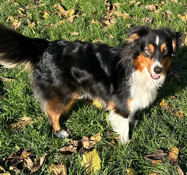 chien lost    Toulouse Uno