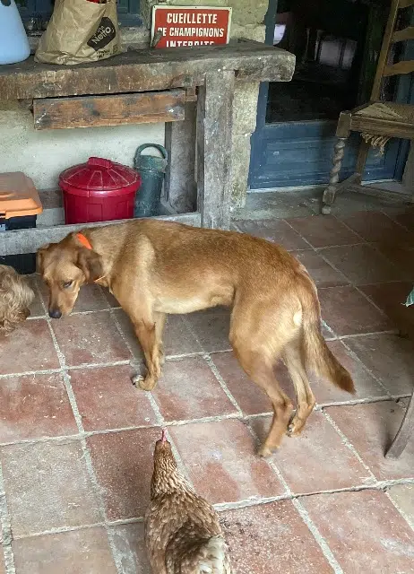 chien lost   32500 Pauilhac Otto