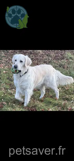 chienne lost    Bordeaux Urla