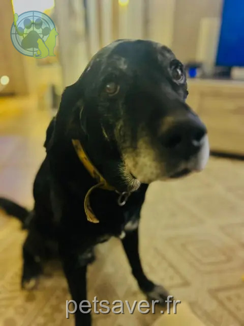 Hund vermisst 34120 Nézignan-l'Évêque Gavroche Hund lost 34120 Nézignan-l'Évêque Gavroche