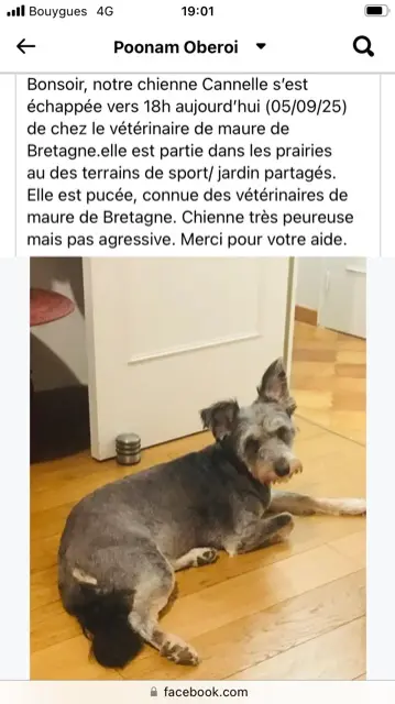 chienne lost   35330 Val d'Anast Cannelle
