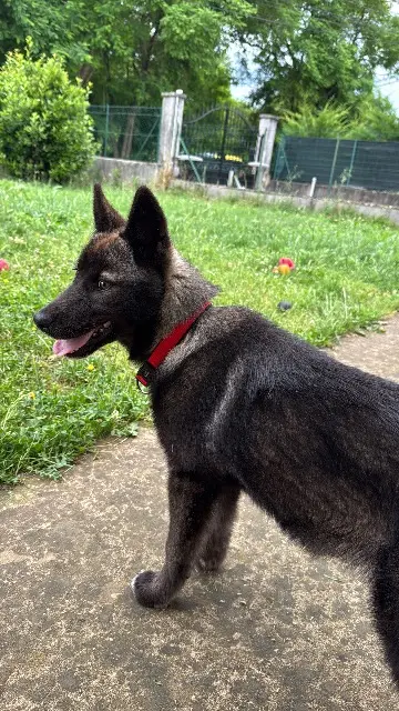 chienne lost   38550 Sablons Dina