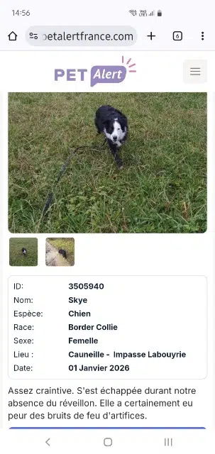 perra perdida 40300 Cauneille Skye perra lost 40300 Cauneille Skye