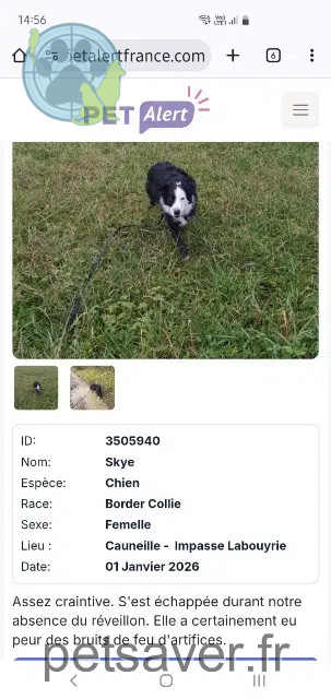chienne perdue 40300 Cauneille Skye chienne lost 40300 Cauneille Skye