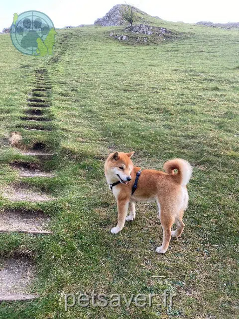 chienne lost   41600 Lamotte-Beuvron Kiki