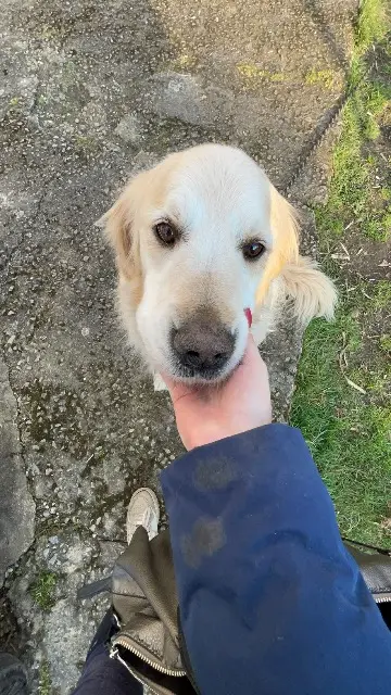 chien lost   44470 Mauves-sur-Loire Népal