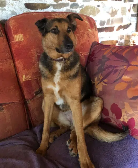 chienne lost   44110 Villepot Rita