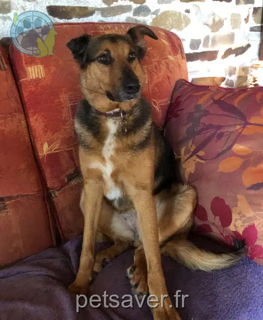 dog lost 44110 Villepot Rita dog lost 44110 Villepot Rita