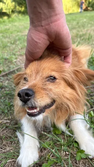 chien lost   45300 Bouzonville-aux-Bois Augustigno