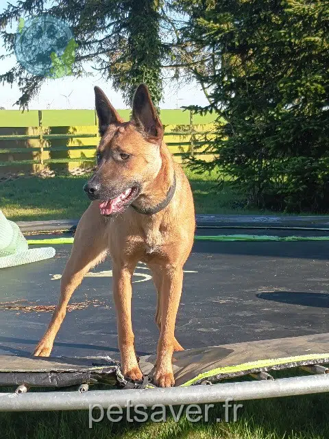 dog lost   45480 Outarville Kira