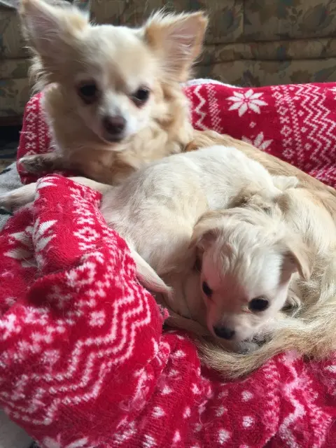 chien lost   53500 Saint-Denis-de-Gastines Raffles