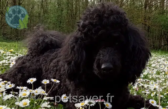 chien lost   54600 Villers-lès-Nancy Saphir
