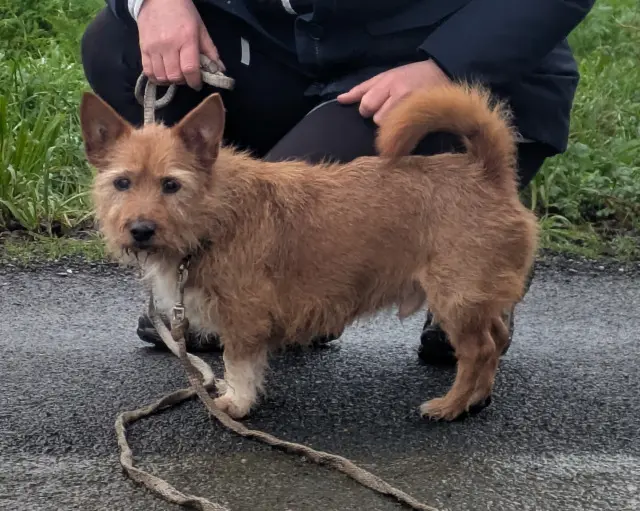 chien lost   56800 Taupont Diego