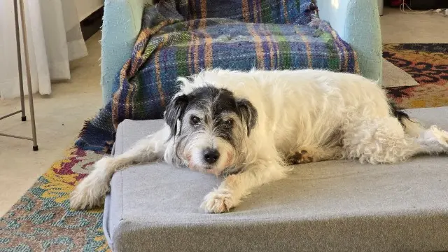 chien lost   58370 Villapourçon Tordet