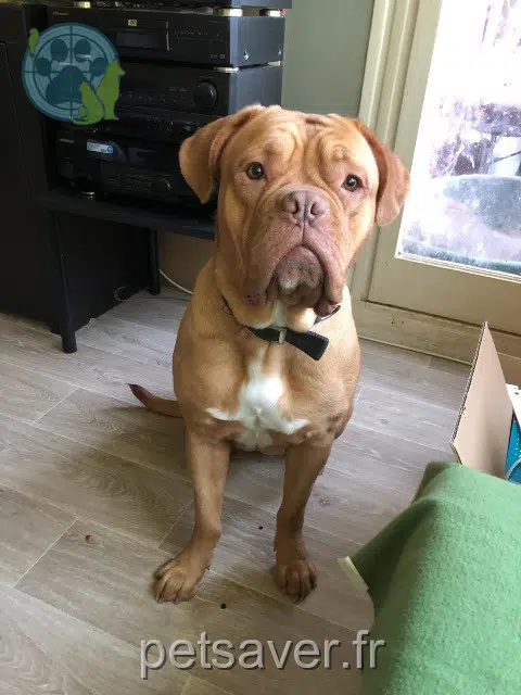 chienne lost   59139 Wattignies Ryuk
