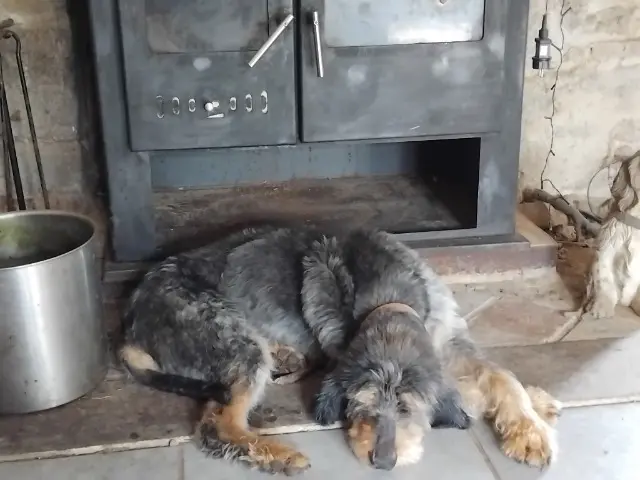 chien lost   61320 Lalacelle Callum