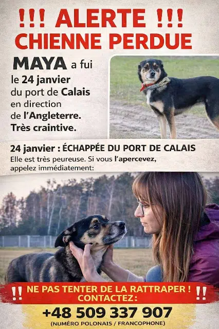 chienne lost   62100 Calais Maya