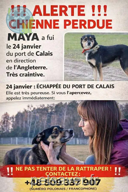 cagna persa 62100 Calais Maya cagna lost 62100 Calais Maya