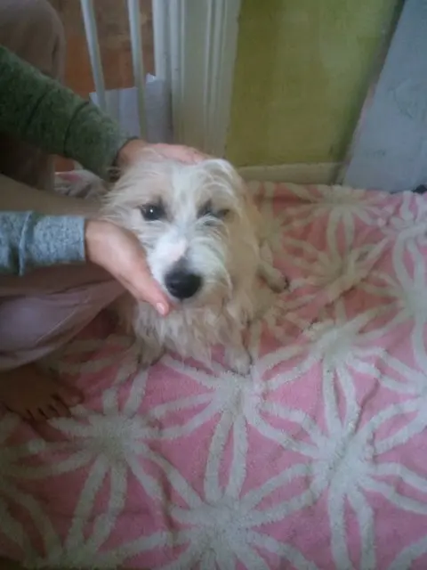 chien lost   63120 Courpière Chien