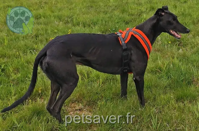 chien lost   63880 Olmet Faolán