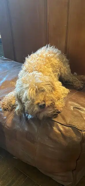 chien lost   64110 Gelos Dobby