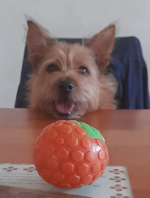 chien lost   64300 Orthez Samy