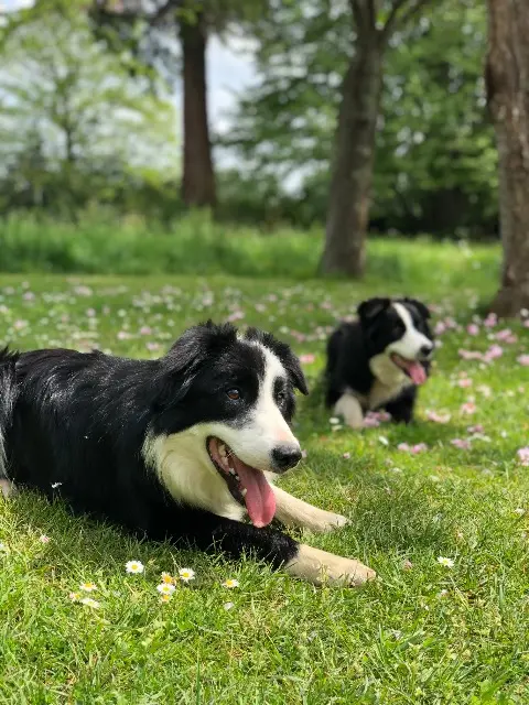 chienne lost   65700 Vidouze Didi