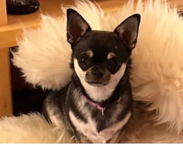 chienne lost   73150 Val-d'Isère Mustique