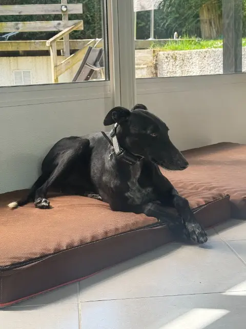 chien lost   74500 Neuvecelle Pedro