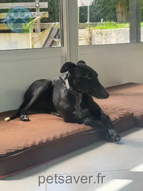 chien perdu 74500 Neuvecelle Pedro chien lost 74500 Neuvecelle Pedro