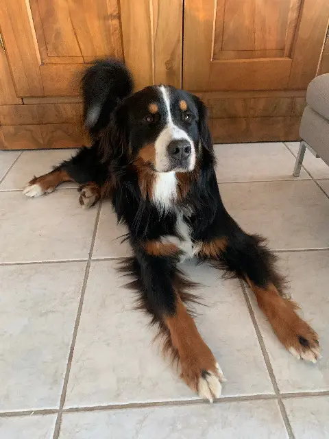 chien lost   74370 Argonay Rodrigo