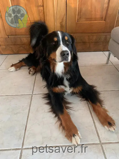 Hund vermisst 74370 Argonay Rodrigo Hund lost 74370 Argonay Rodrigo